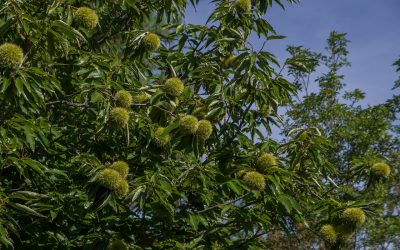 Ti presento la Castanea sativa (Castagno campestre)