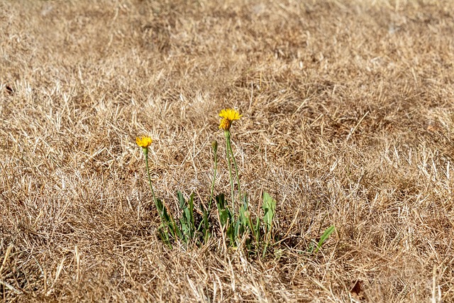 lvn-prato-secco-free- Myriams-Fotos-drought-g9769b1657_640