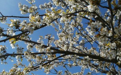 Ti presento il Prunus cerasus (Ciliegio acido)
