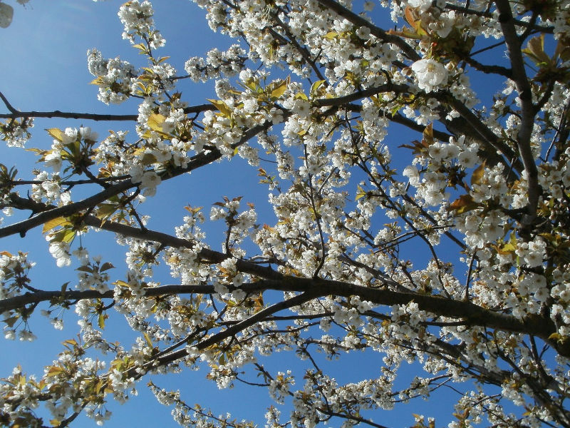 Ti presento il Prunus cerasus (Ciliegio acido)