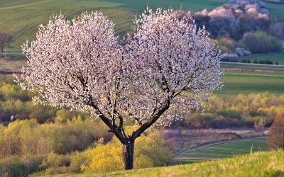Ti presento il Prunus avium (Ciliegio dolce)