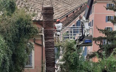 News! Cercasi tree-climber