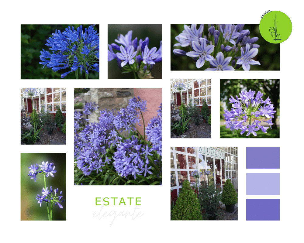 lvn-agapanthus-estate