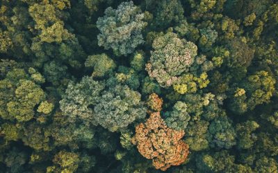 Alberi protagonisti di settembre