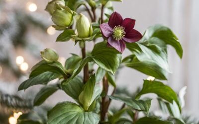 Le piante di Natale (capitolo 1)