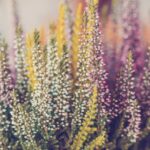 4-calluna
