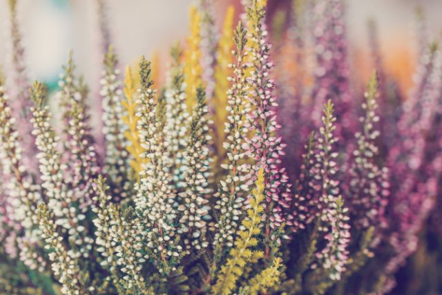4-calluna