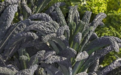 Cavolo nero: dall’orto alla tavola