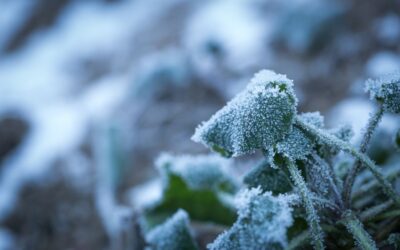 Le piante da proteggere in inverno (cap. 1)