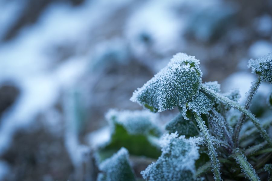 Le piante da proteggere in inverno (cap. 1)