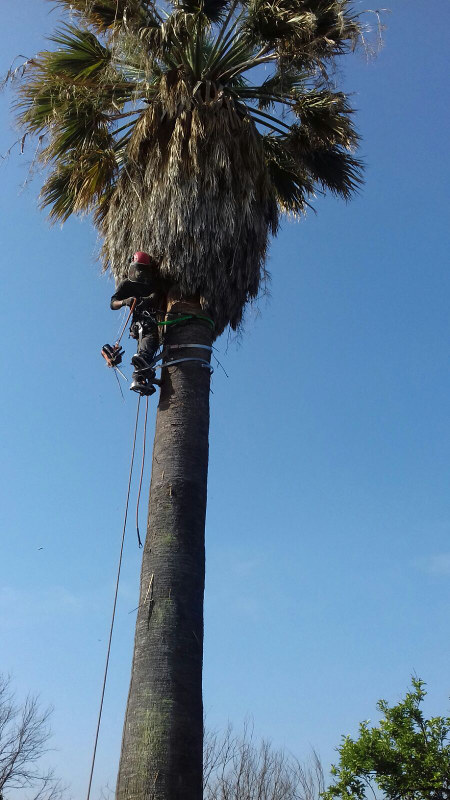 tree climbing tecnica