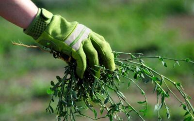 Come eliminare per sempre erbacce ed infestanti in modo naturale