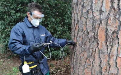 Endoterapia: scopri cos’è il trattamento per le malattie degli alberi