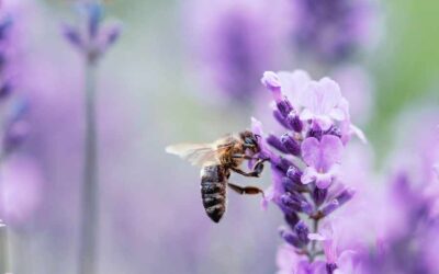 Le migliori piante e fiori per attirare api e farfalle nel tuo giardino