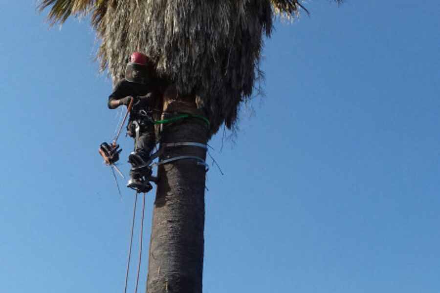 cos'è il tree climbing