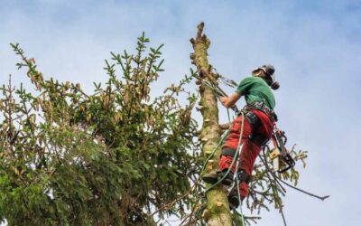 La tecnica tree climbing: potatura e abbattimento controllato di alberi