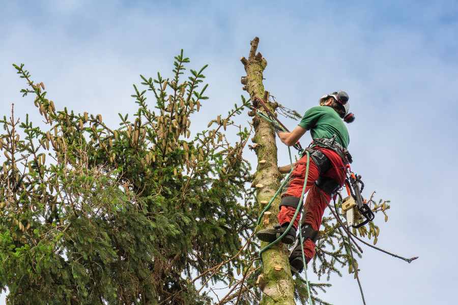 La tecnica tree climbing: potatura e abbattimento controllato di alberi