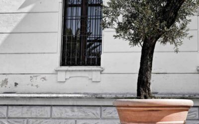 Ulivo in vaso: tutto quello che devi sapere sulla sua cura