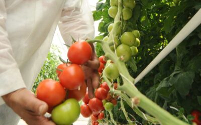 Come fare un orto verticale fai da te: idee e consigli per piccoli spazi