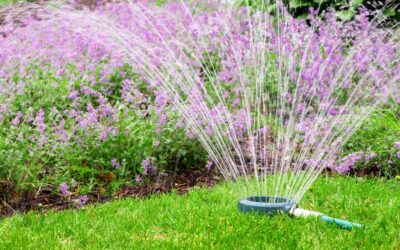 Trucchi e metodi d’irrigazione per risparmiare acqua in giardino