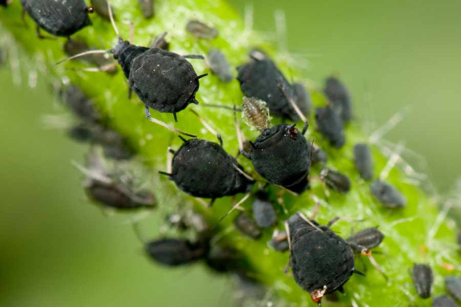 afidi delle piante cosa sono cosa sono gli afidi delle piante