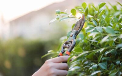 7 consigli per la potatura primaverile