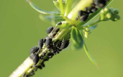 I 7 rimedi naturali che non conoscevi contro gli afidi e i parassiti delle piante