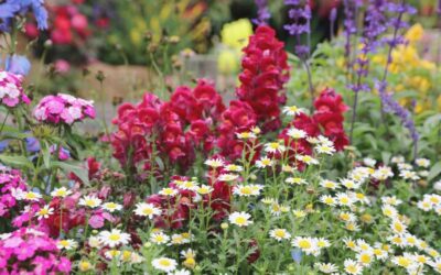 Fiori estivi perenni: 7 fiori che fioriscono tutta l’estate in pieno sole