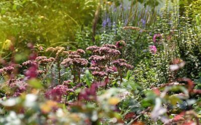 Fiori e piante autunnali: composizioni autunnali da sogno