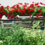 LVN_soluzioni - Fiori estivi da balcone - Foto Gerani fiori che fioriscono tutta l'estate