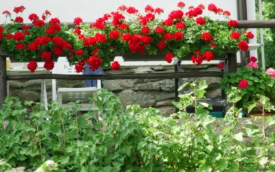 Fiori estivi da balcone: i migliori per bellezza e facilità di cura!