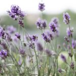 LVN_soluzioni - Fiori estivi da balcone - Foto Lavanda fiori che fioriscono tutta l'estate