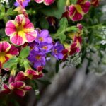 VN_soluzioni - Fiori estivi da balcone - Foto Calibrachoa fiori che fioriscono tutta l'estate