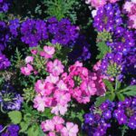VN_soluzioni - Fiori estivi da balcone - Foto Verbena fiori che fioriscono tutta l'estate