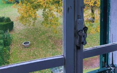 Piante e Fiori Invernali Da Esterno Perenni: Scelte Da Intenditori