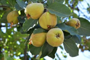 LVN_SOLUZIONI - Frutta di autunno - Mela Cotogna - 08 le fase lunari nella semina a settembre