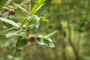 LVN_SOLUZIONI - Frutta di autunno - Nespola germanica - 05 le fase lunari nella semina a settembre