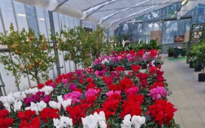 10 Fiori Invernali Da Interno Per Trasformare Il Tuo Appartamento
