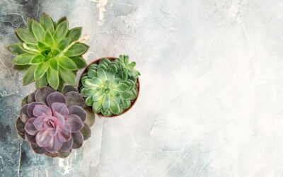 Come Proteggere Le Piante Dal Freddo: I Migliori Metodi (Segreti)