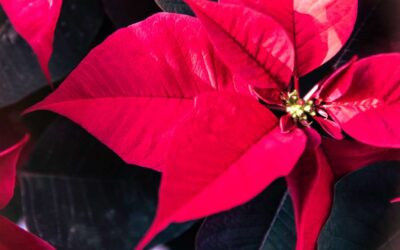 Fiori e Piante Da Regalare a Natale: i 7 Migliori + 3 Bonus