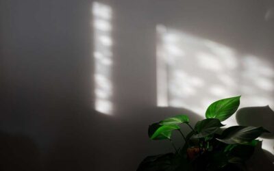 Piante Da Interno Facili e Resistenti Con Poca Acqua e Luce