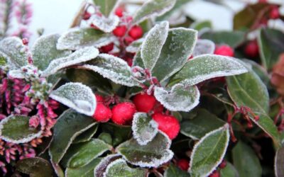 Balcone invernale: i migliori fiori e piante invernali per balconi sempre fioriti