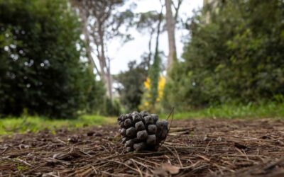 Il Circolo: un incrocio verde tra storia ed emozioni