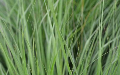 Che erba si usa per i campi da golf? Tutto su l’Agrostide Stolonifera