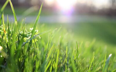 Come eliminare i funghi dal prato con rimedi naturali