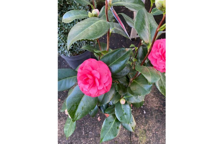 Camelia fucsia - Primavera 2025 Camelia fucsia in fiore, pianta ornamentale per giardini e terrazzi
