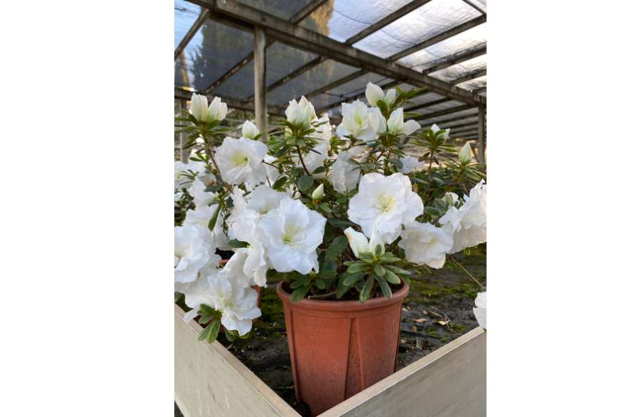 Azalea bianca fiorita - Primavera 2025 zalea bianca in fiore in vaso, perfetta per decorare giardini e terrazzi in primavera