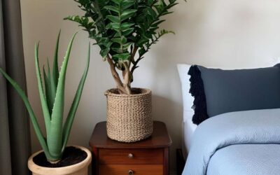 Piante che assorbono l’umidità: le 10 migliori anti-muffa per tutta la casa