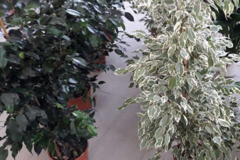 Inserti Antiappannamento Per Action Camera - 24 Pezzi Riutilizzabili - Per GoPro, SJ4000, Sony - Foto 7