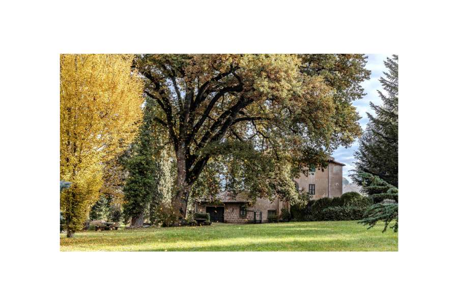 Il grande albero e l’Antico Casale – Foto di Rossana Cintoli Il maestoso albero del giardino dell’Antico Casale con le sue fronde ampie